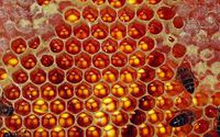 Honeycomb.jpg